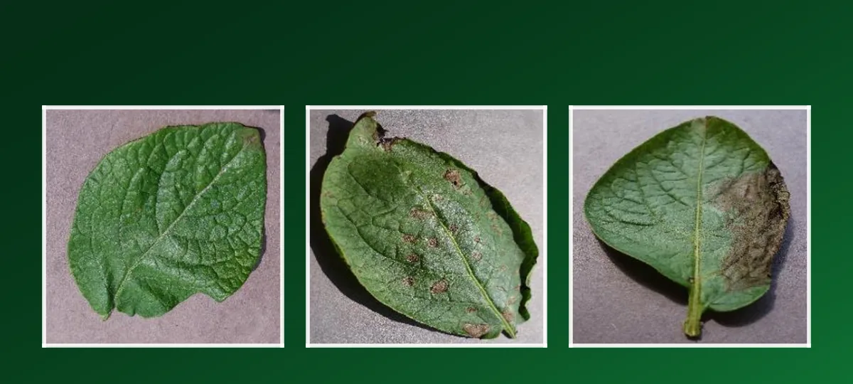 Healthy, early blight and late blight potato leaves
